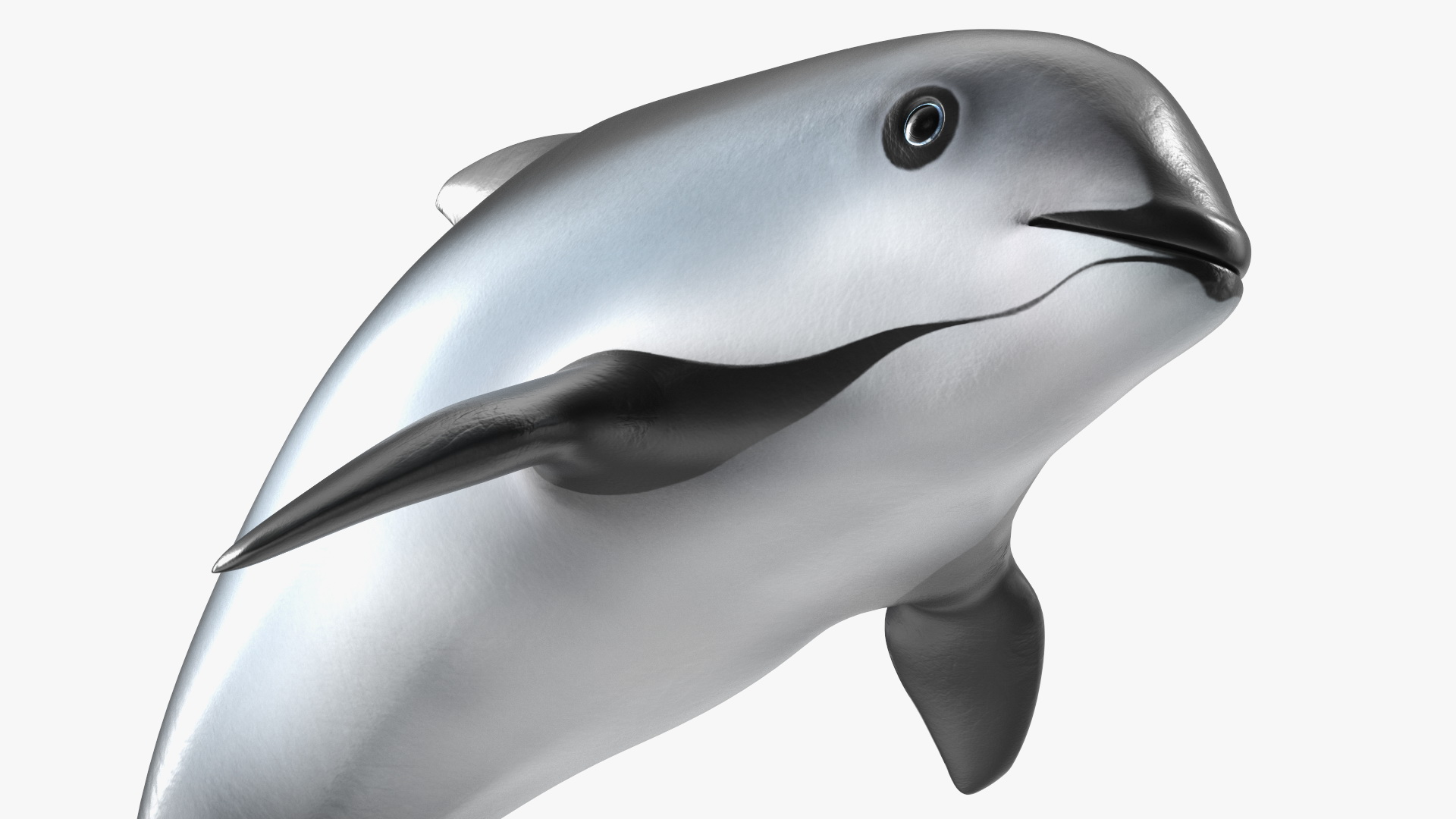 Phocoena Sinus Idle Pose 3D model