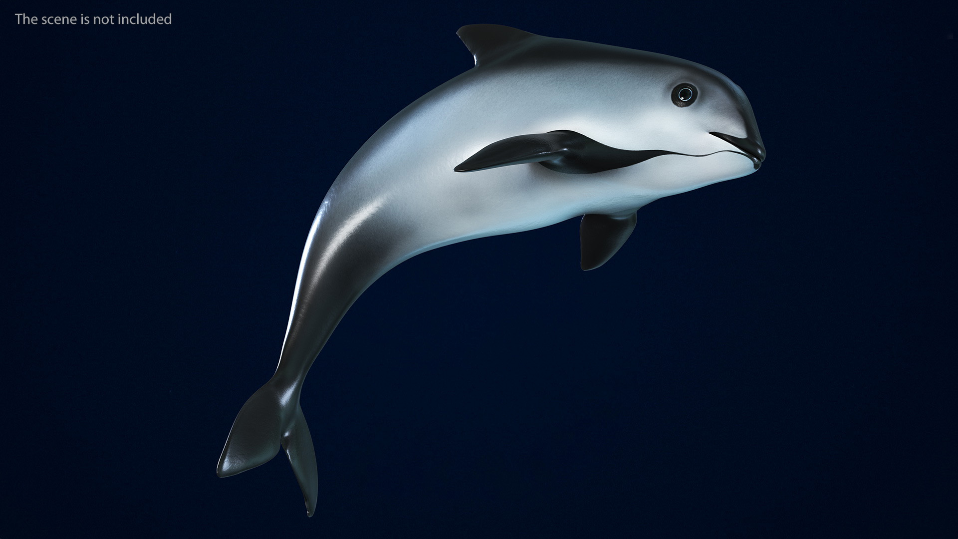 Phocoena Sinus Idle Pose 3D model