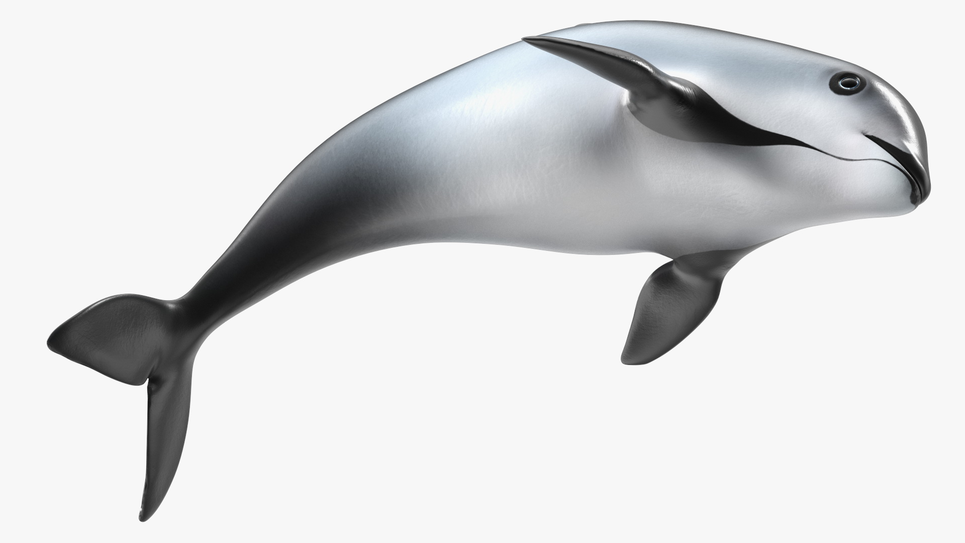 Phocoena Sinus Idle Pose 3D model