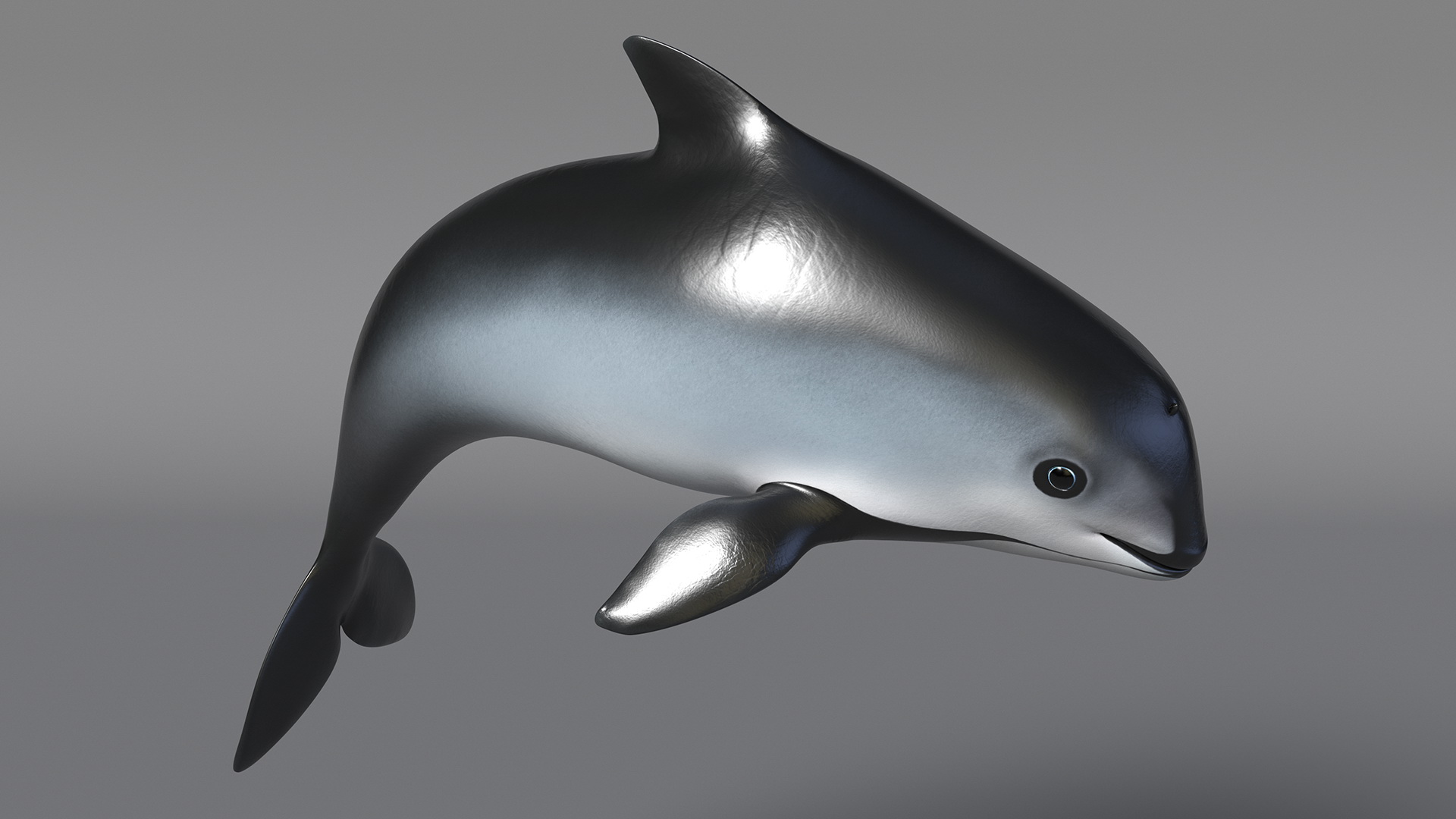 Phocoena Sinus Idle Pose 3D model