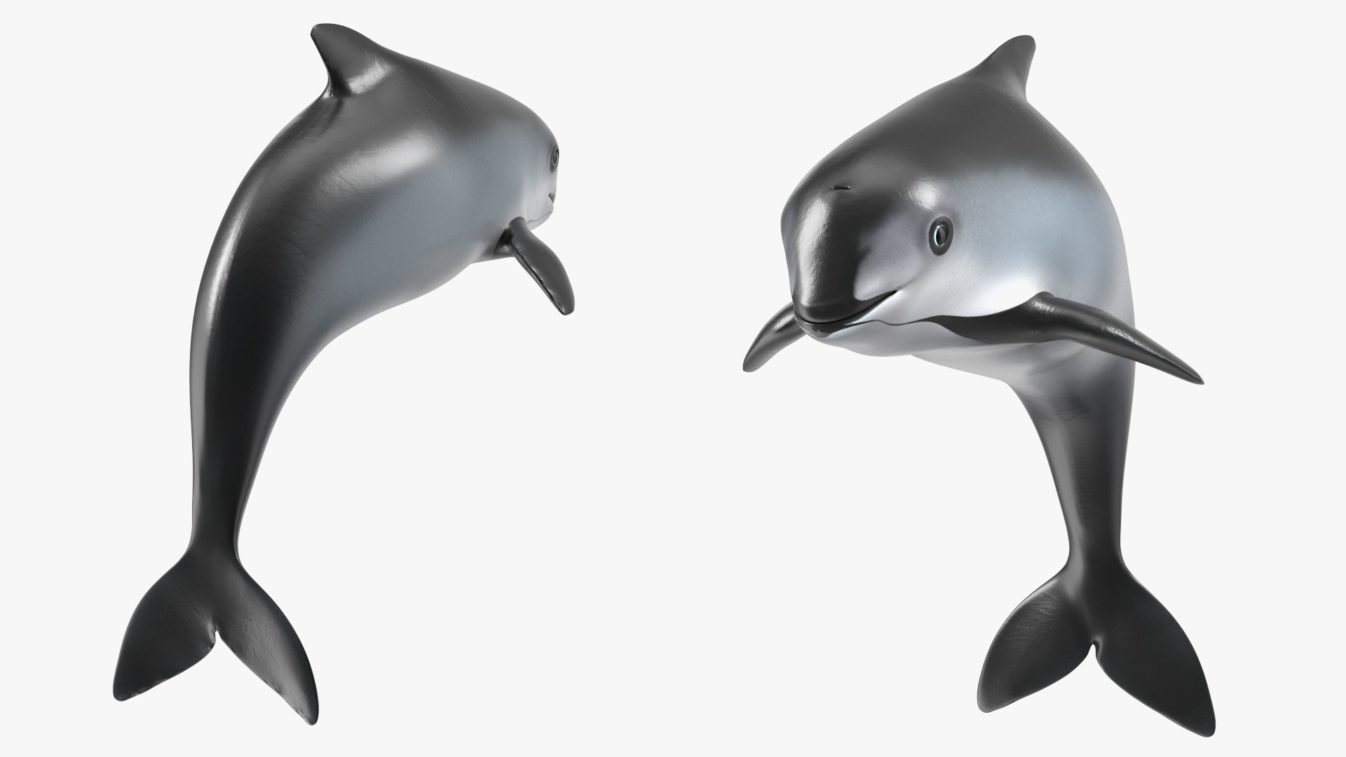 Phocoena Sinus Idle Pose 3D model