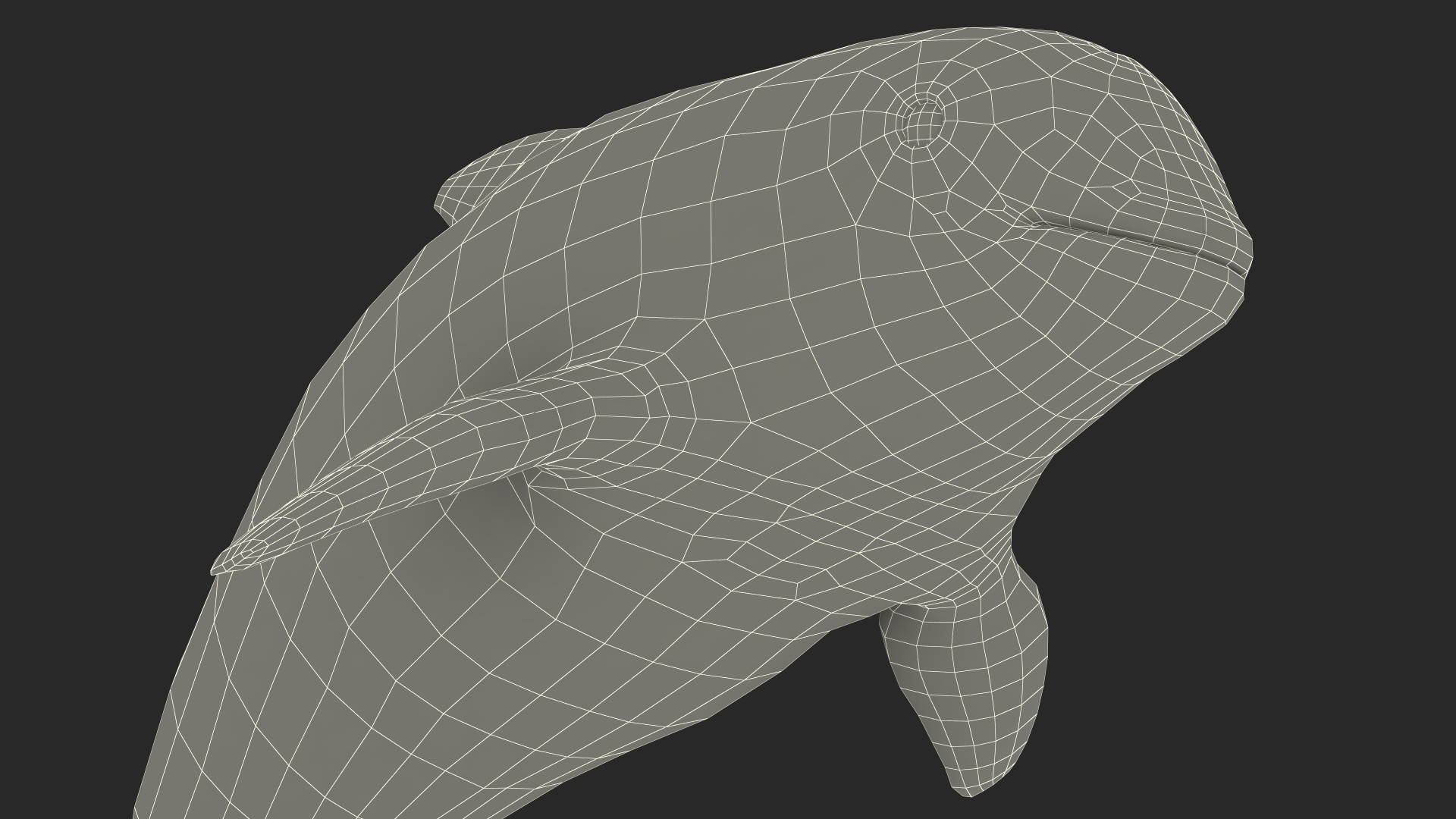 Phocoena Sinus Idle Pose 3D model