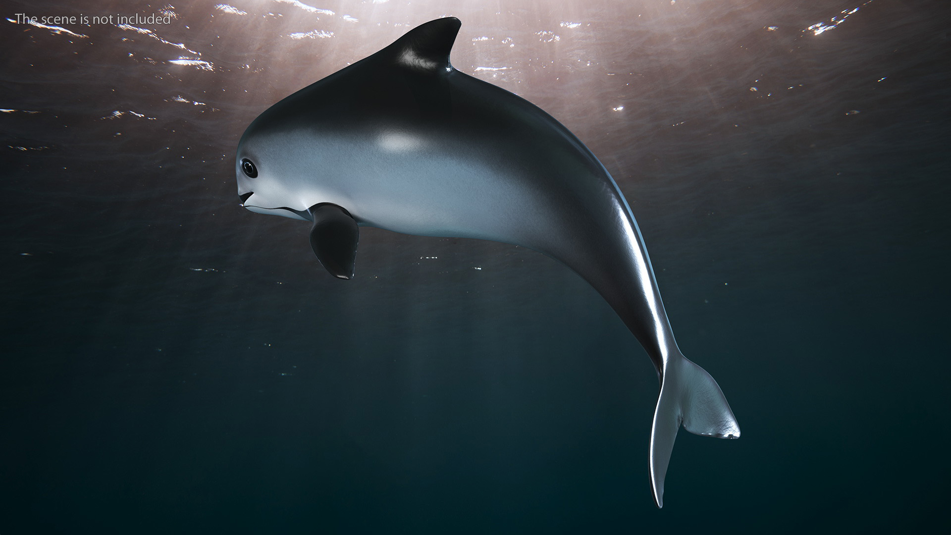 Phocoena Sinus Idle Pose 3D model