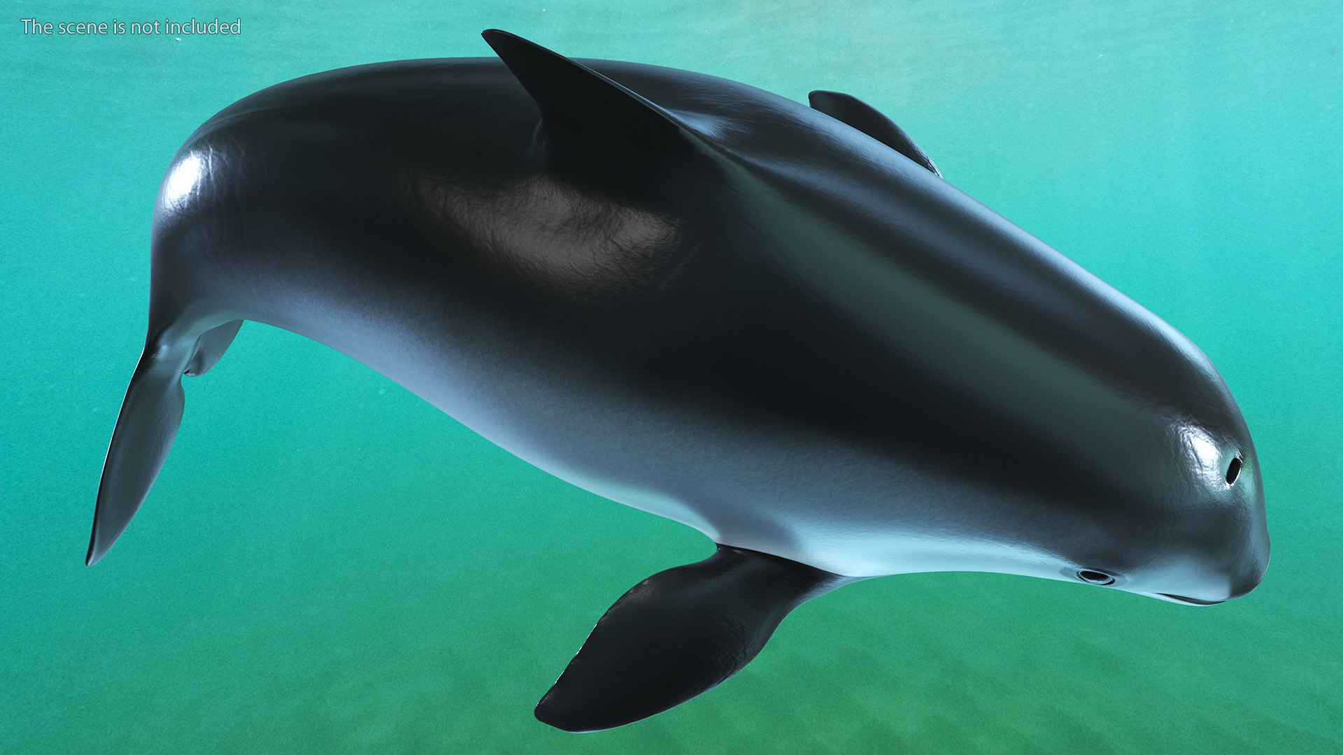 Phocoena Sinus Idle Pose 3D model