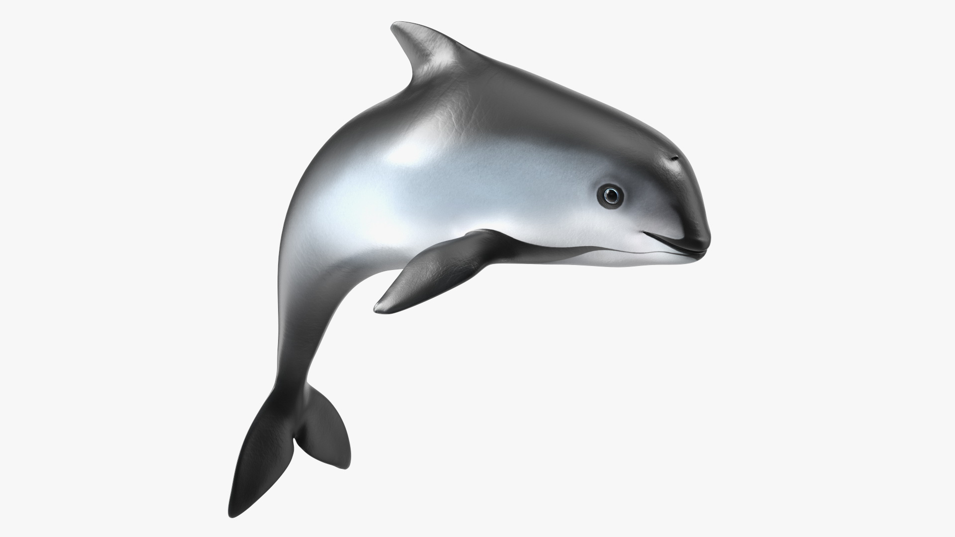 Phocoena Sinus Idle Pose 3D model