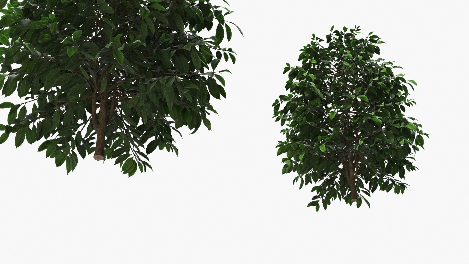Coffee Plant with Dense Foliage Green, view 5