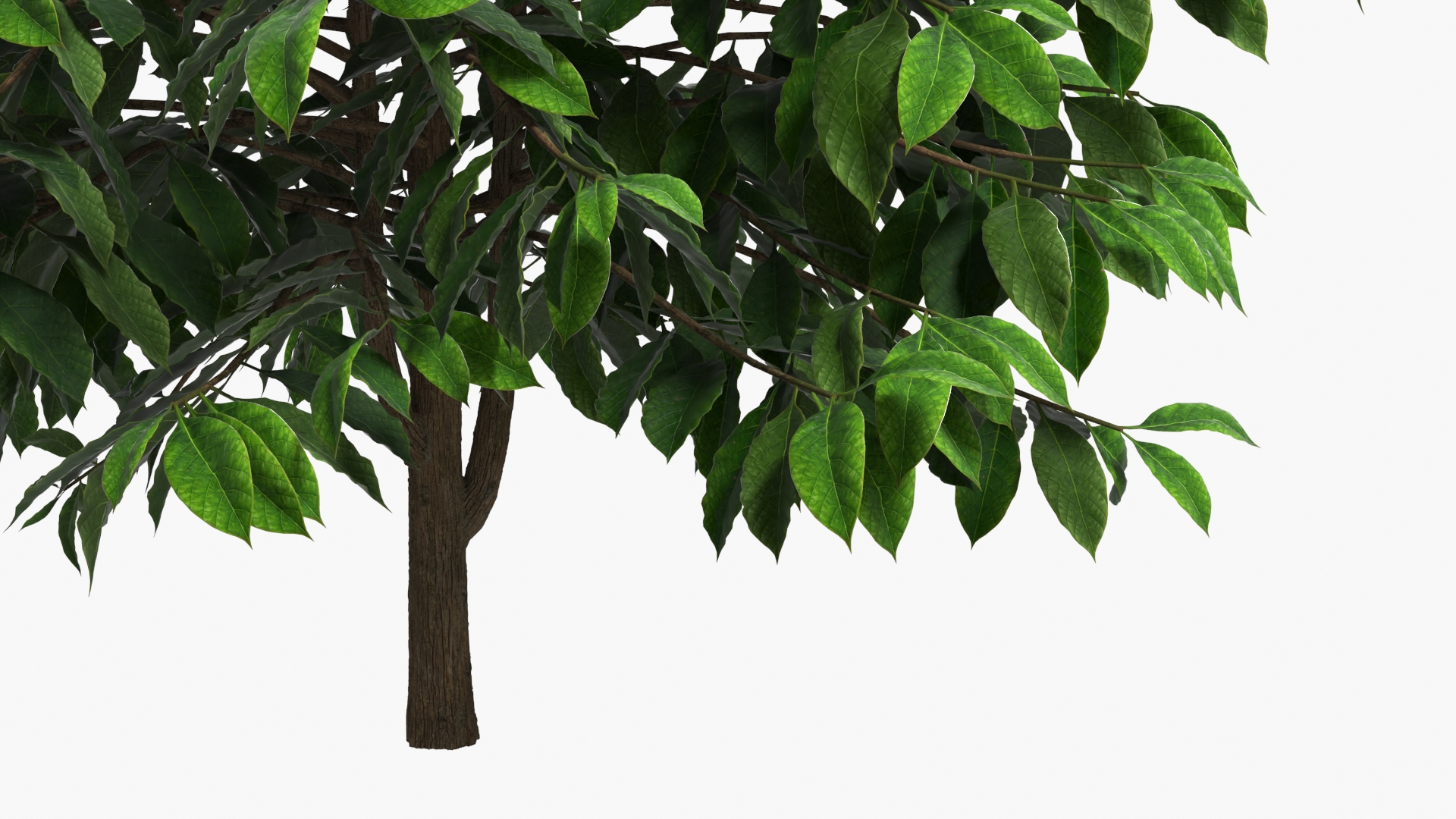 Coffee Plant with Dense Foliage Green, view 4