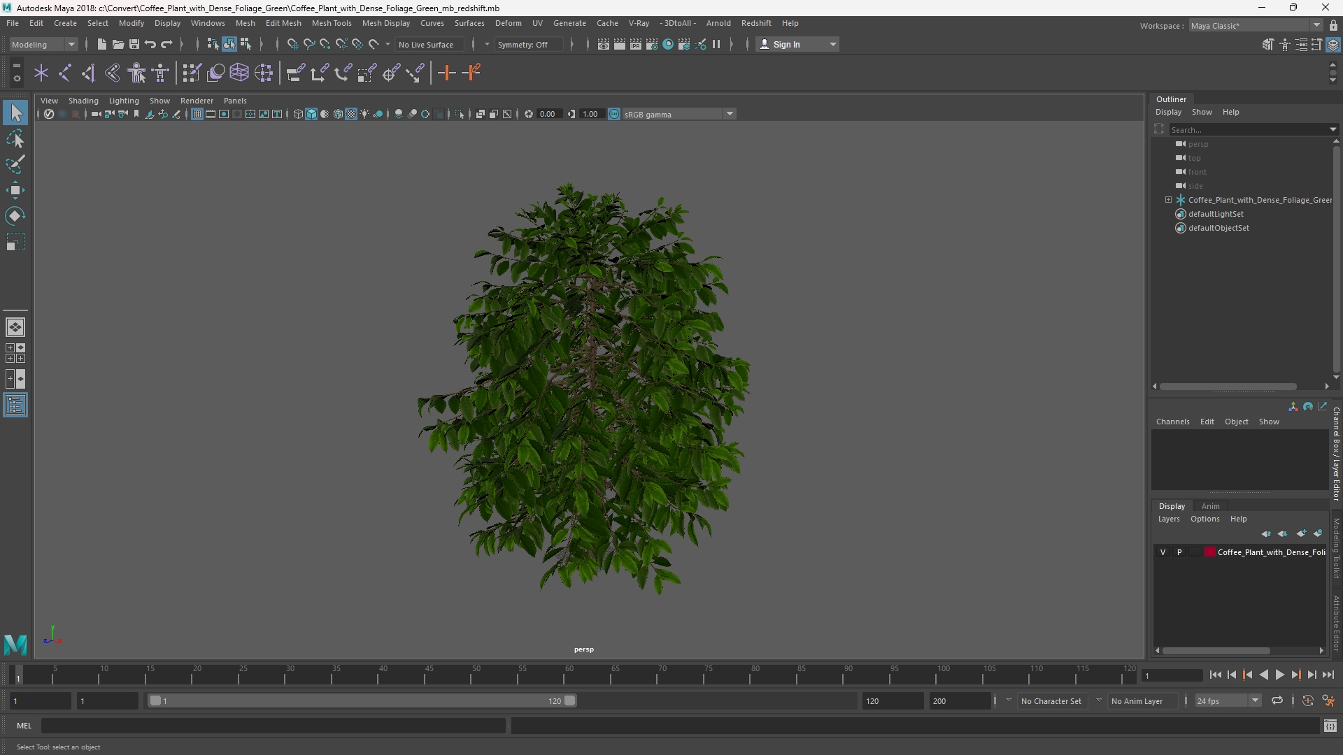 Coffee Plant with Dense Foliage Green, view 10