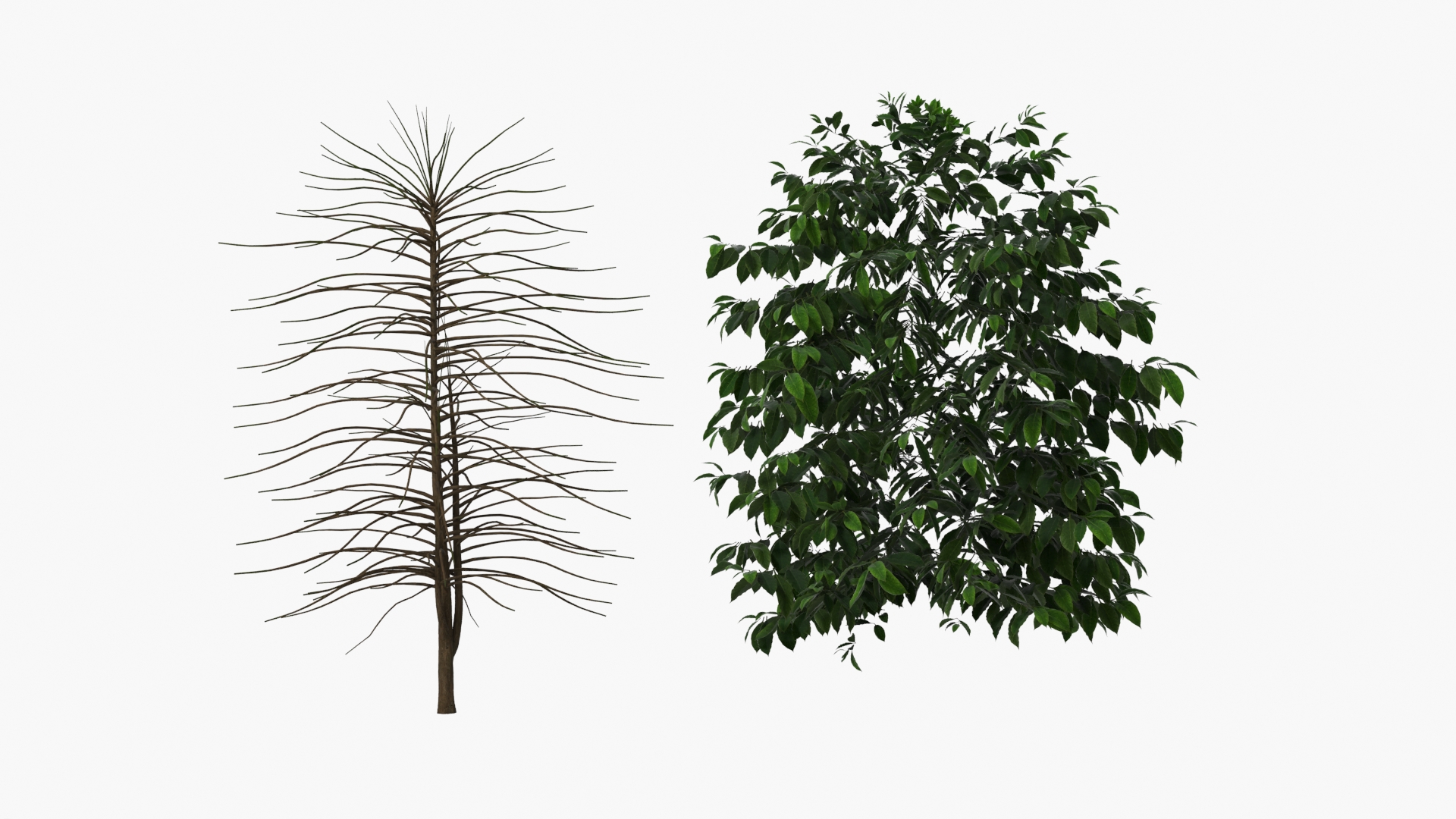 Coffee Plant with Dense Foliage Green, view 6