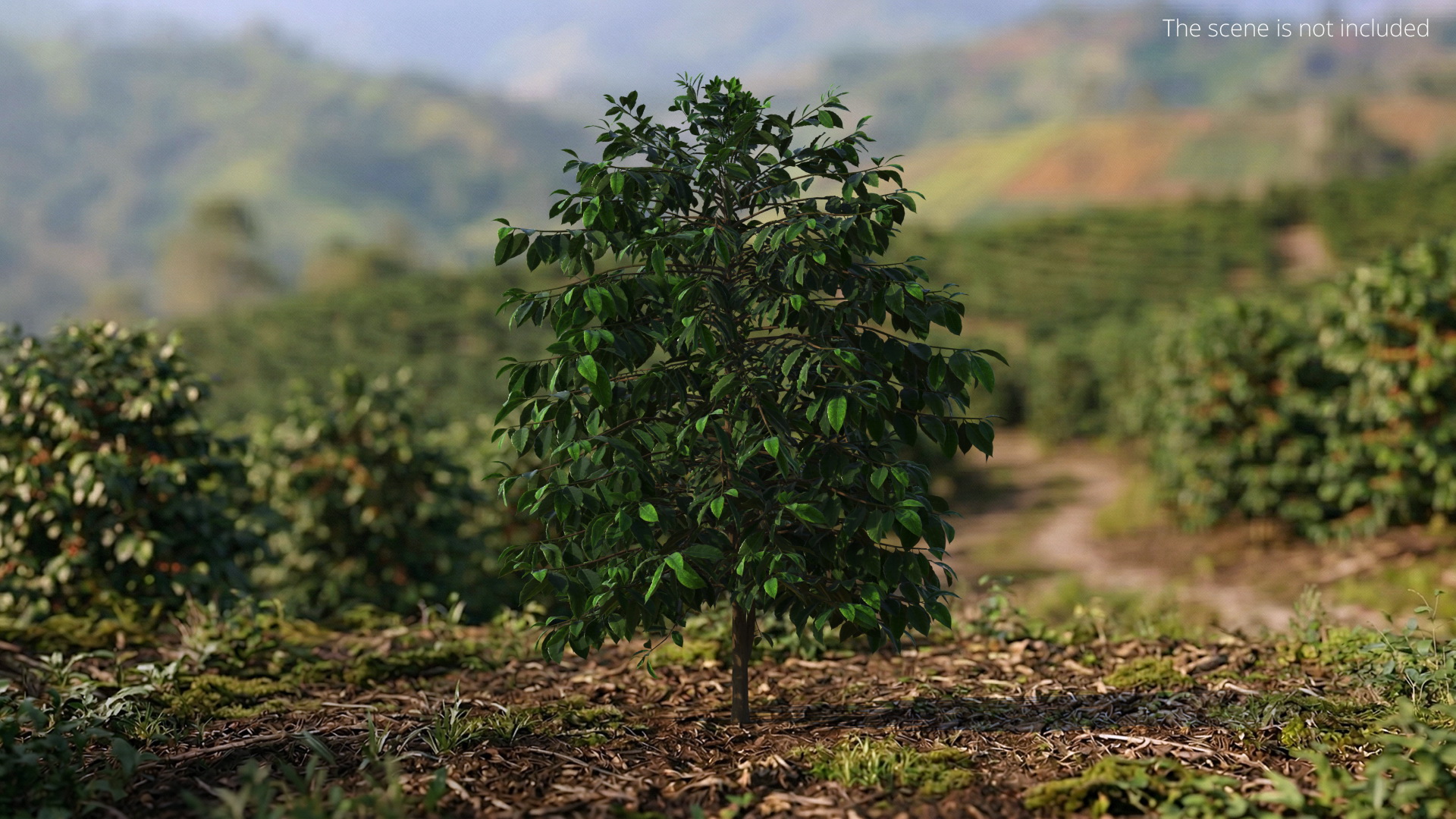 Coffee Plant with Dense Foliage Green, view 2