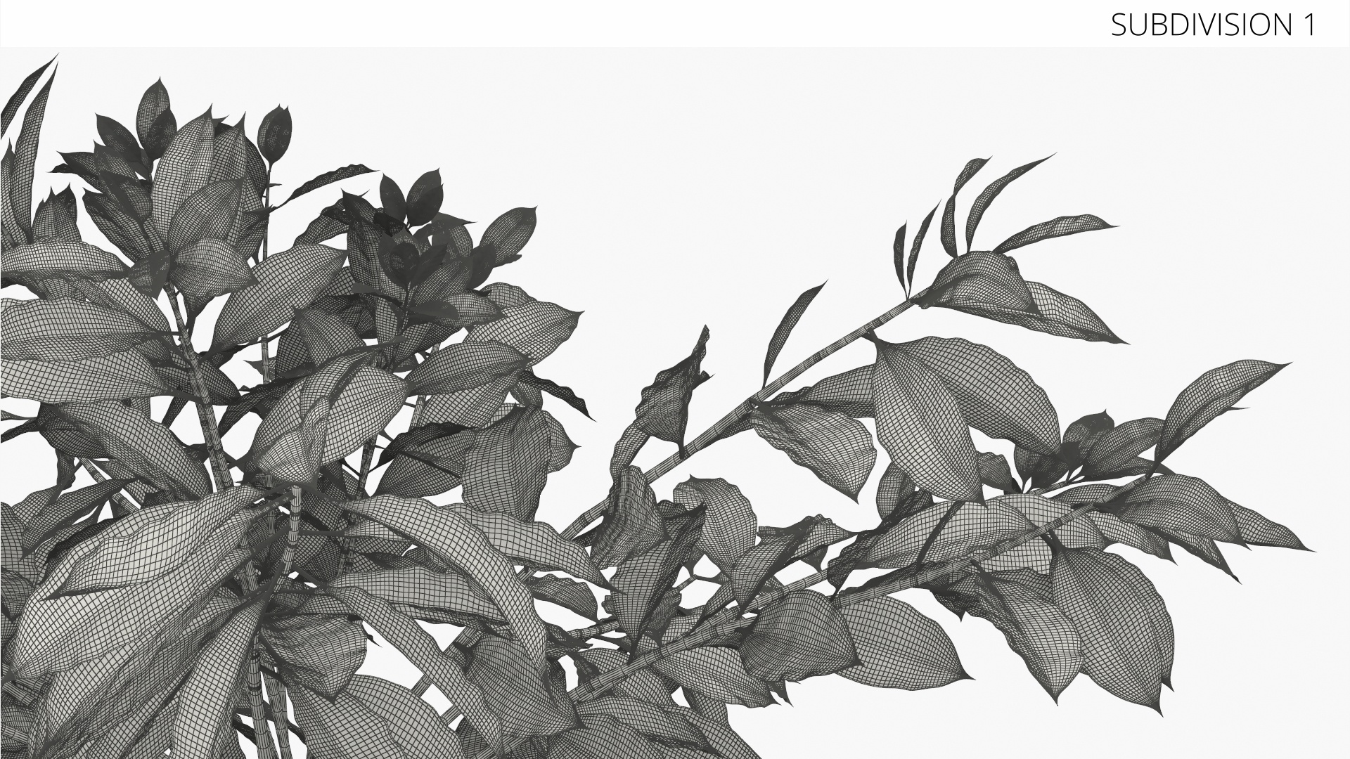 Coffee Plant with Dense Foliage Green, view 8