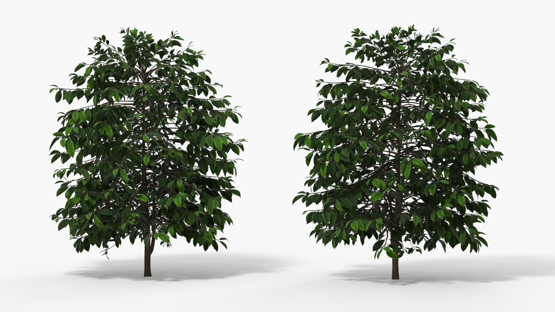 Coffee Plant with Dense Foliage Green