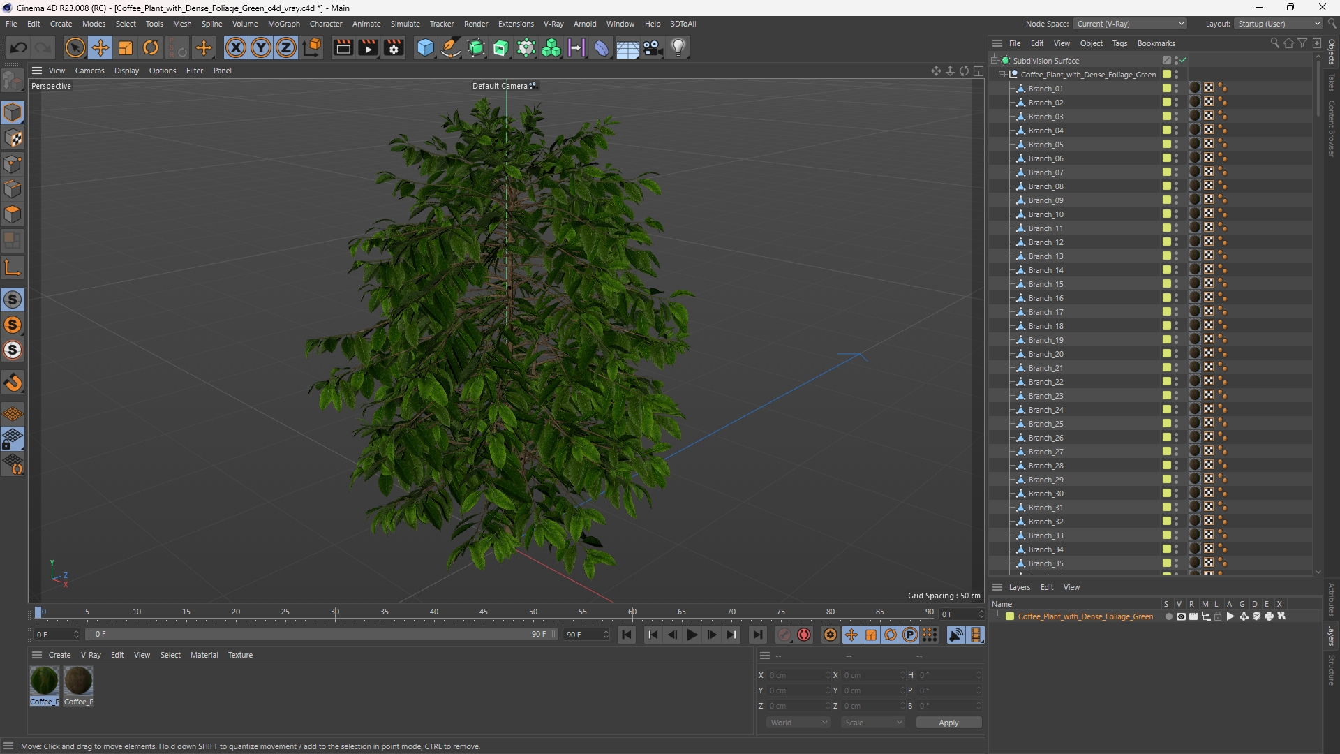 Coffee Plant with Dense Foliage Green, view 11