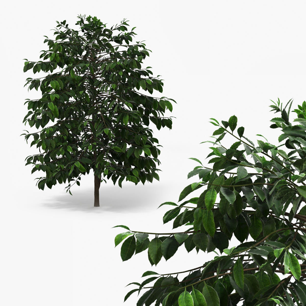 Coffee Plant with Dense Foliage Green