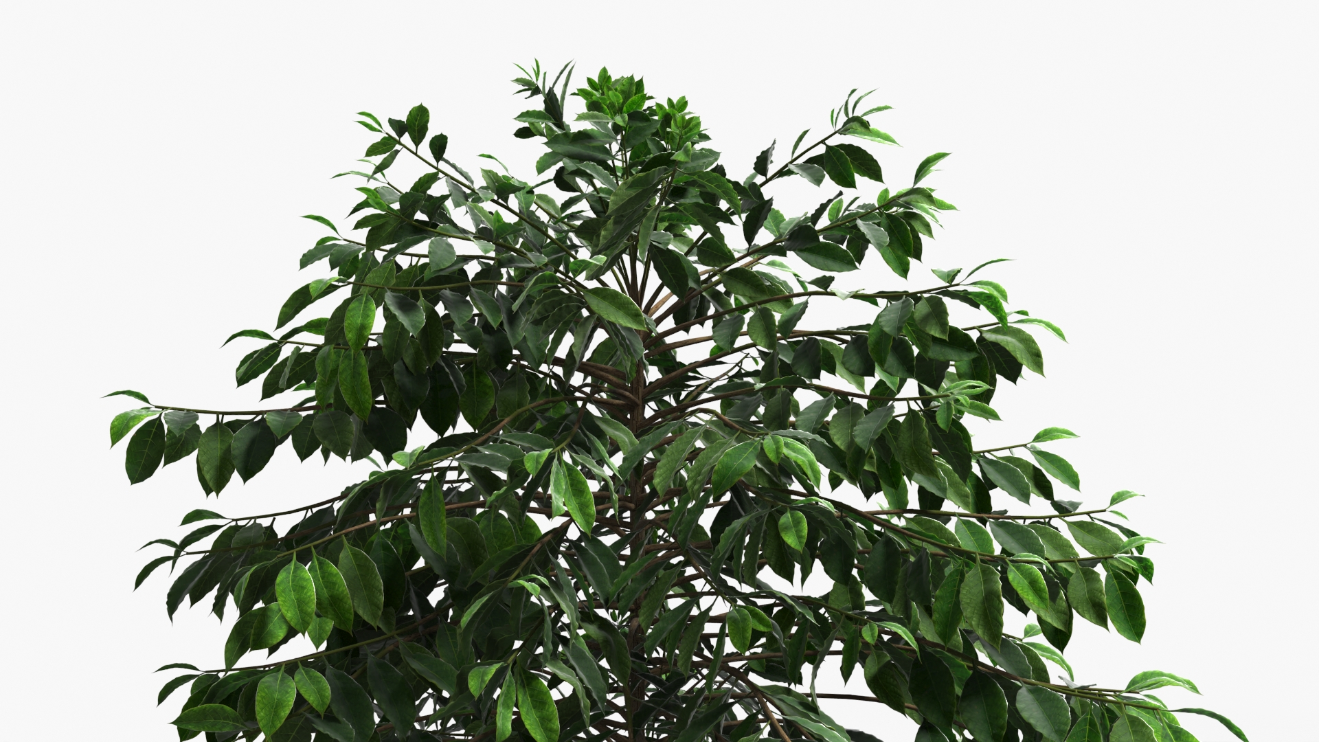 Coffee Plant with Dense Foliage Green, view 3