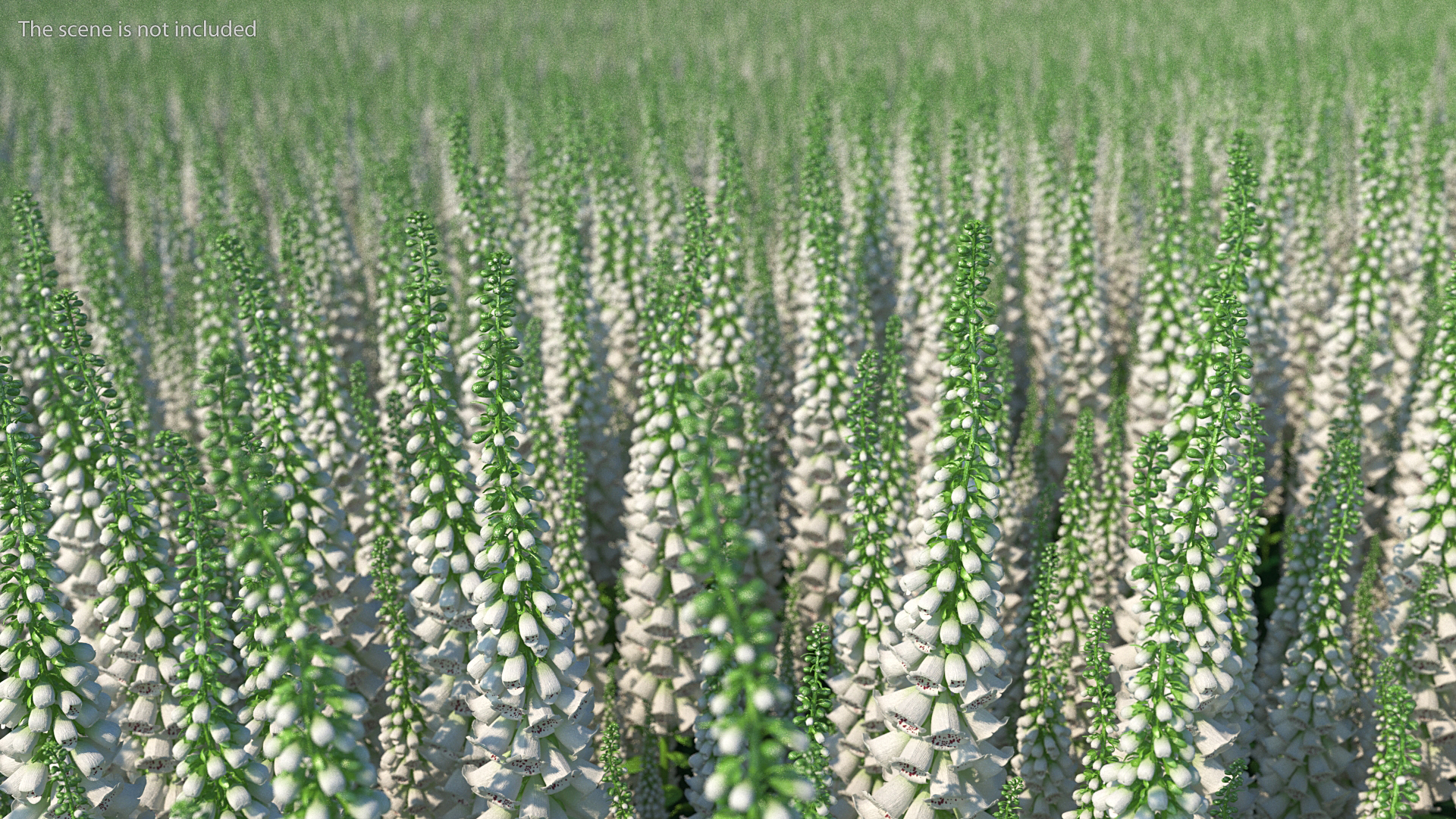 White Foxglove 3D model