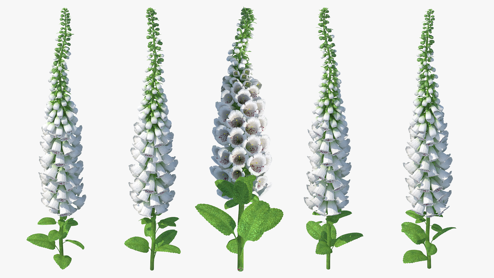 White Foxglove 3D model