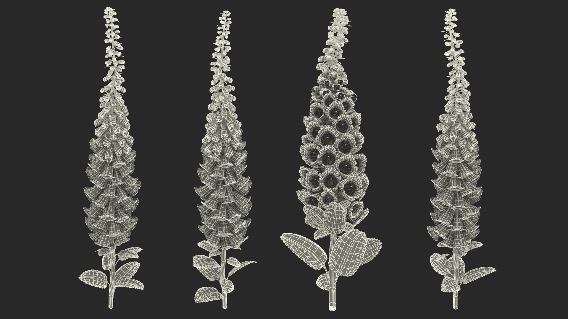 White Foxglove 3D model