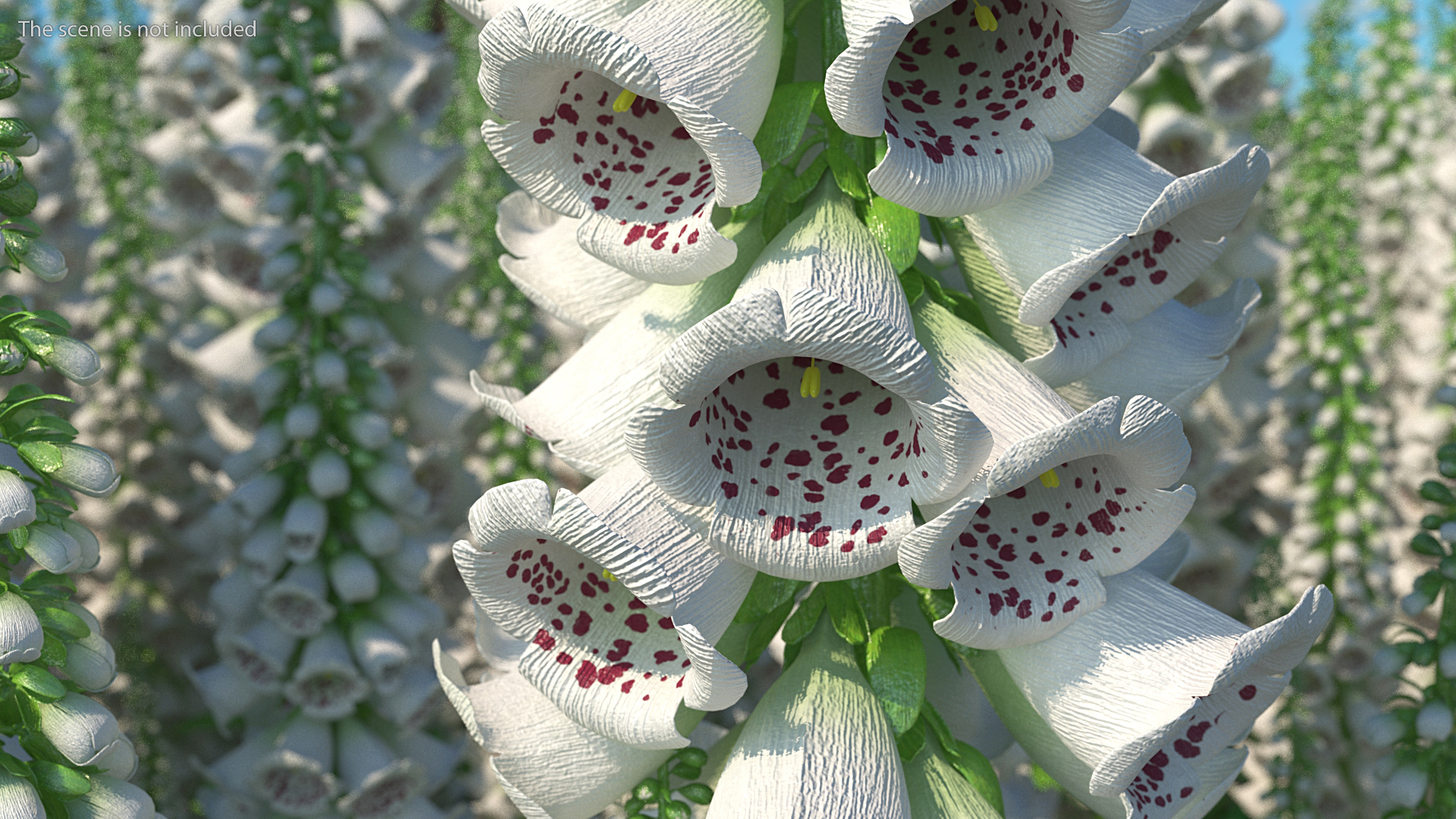White Foxglove 3D model