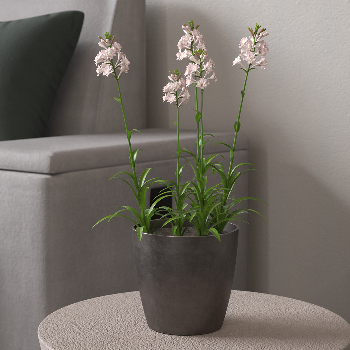 Potted Polianthes Tuberosa Cluster Pink 3D model preview