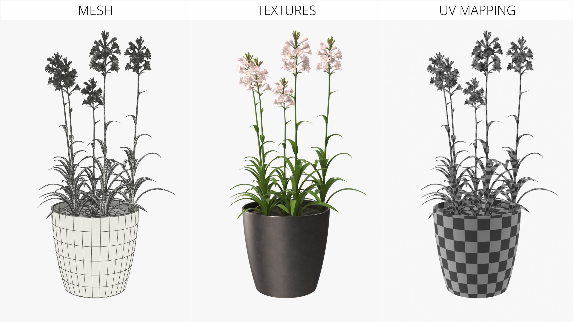Potted Polianthes Tuberosa Cluster Pink, view 8