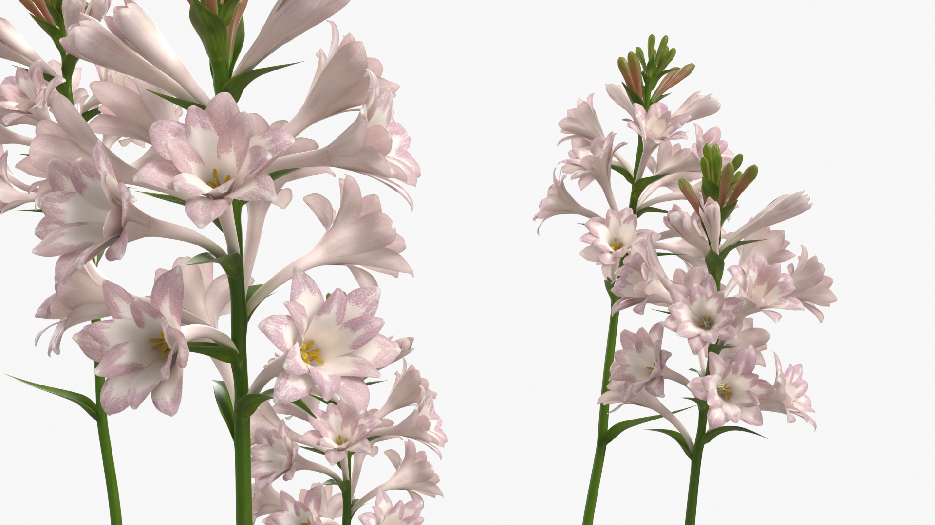 Potted Polianthes Tuberosa Cluster Pink, view 4