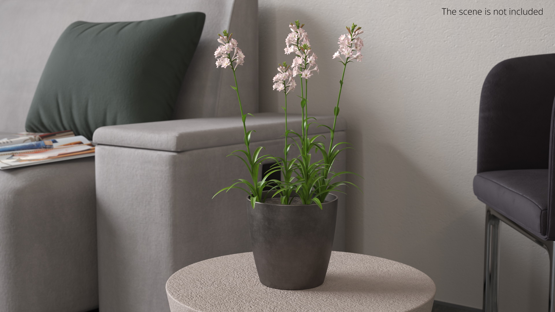 Potted Polianthes Tuberosa Cluster Pink