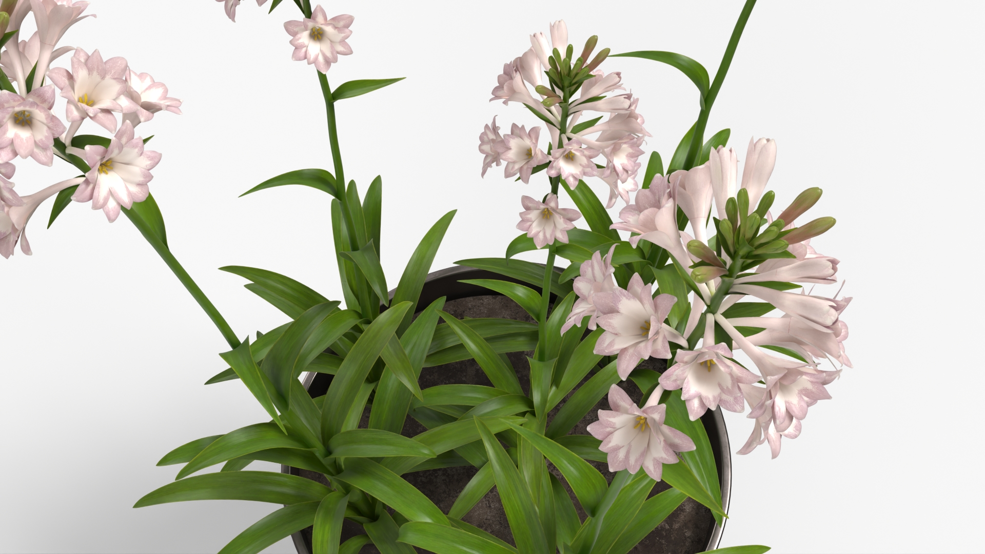 Potted Polianthes Tuberosa Cluster Pink, view 3