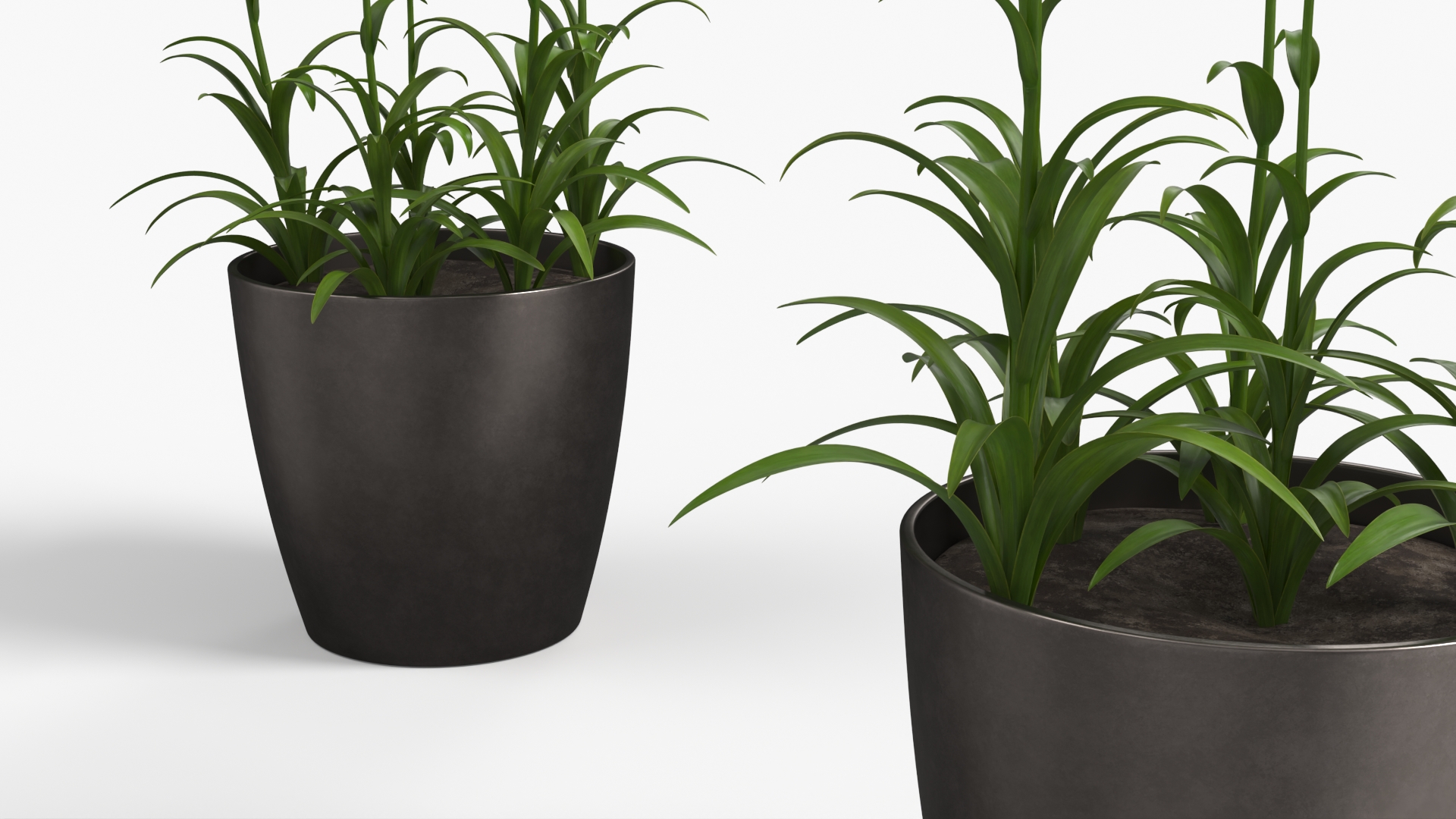 Potted Polianthes Tuberosa Cluster Pink, view 5