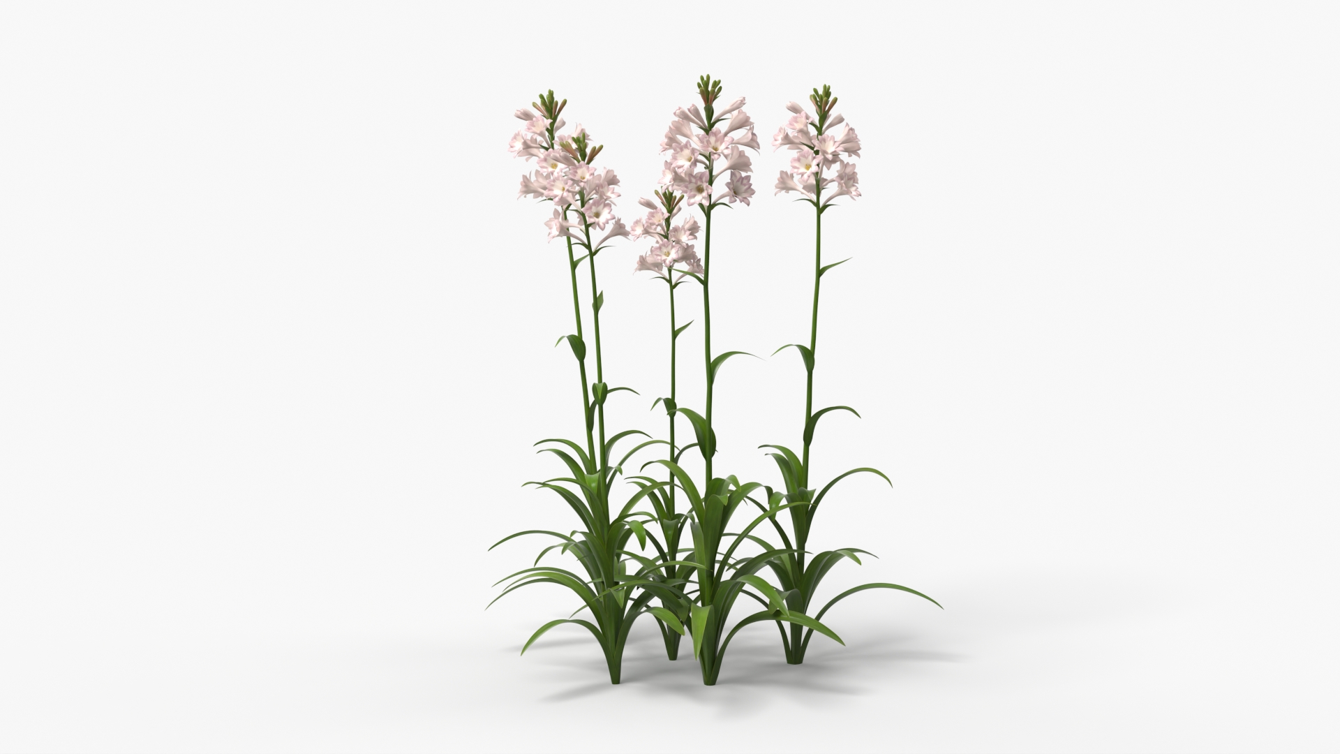 Potted Polianthes Tuberosa Cluster Pink, view 6