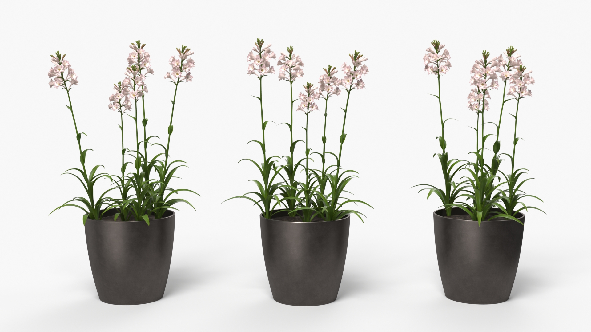 Potted Polianthes Tuberosa Cluster Pink, view 2