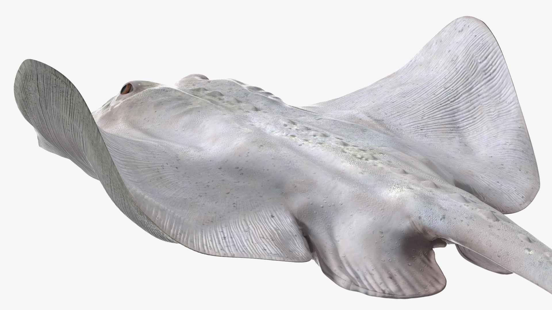 White Stingray Floating on the Bottom 3D