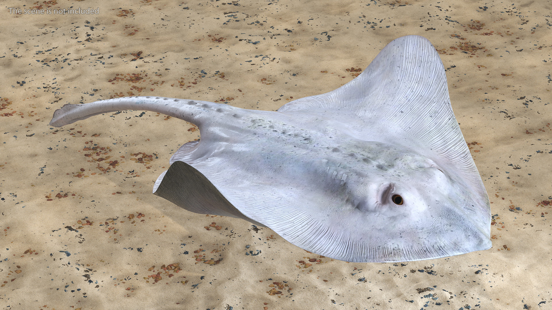 White Stingray Floating on the Bottom 3D