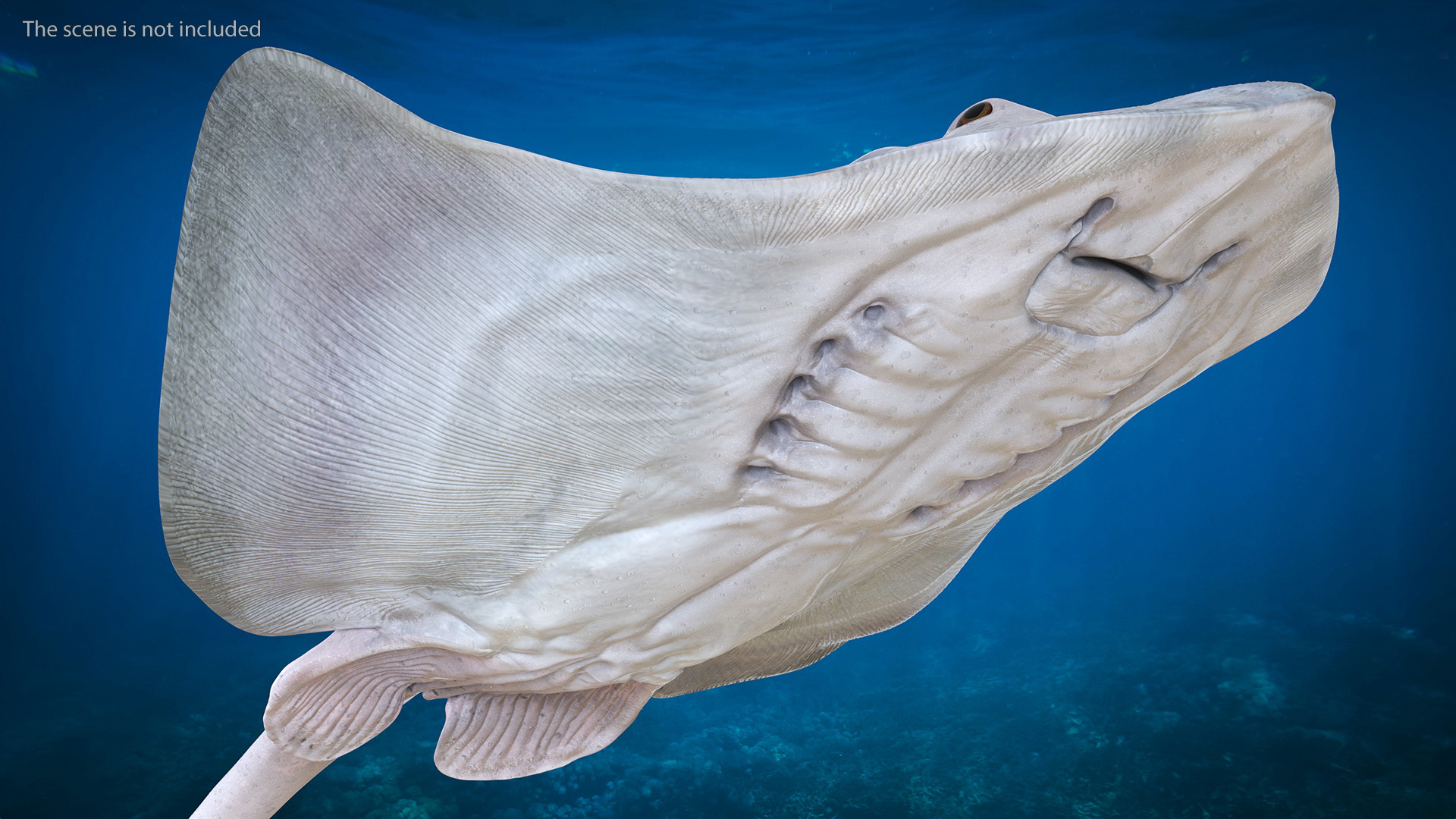 White Stingray Floating on the Bottom 3D