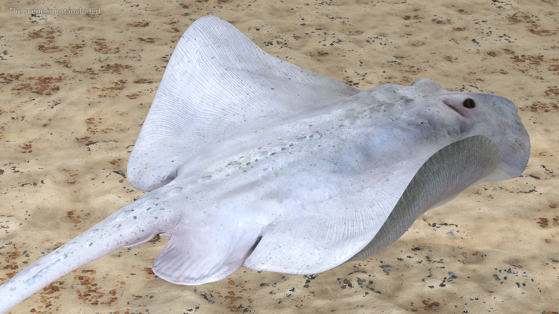 White Stingray Floating on the Bottom 3D