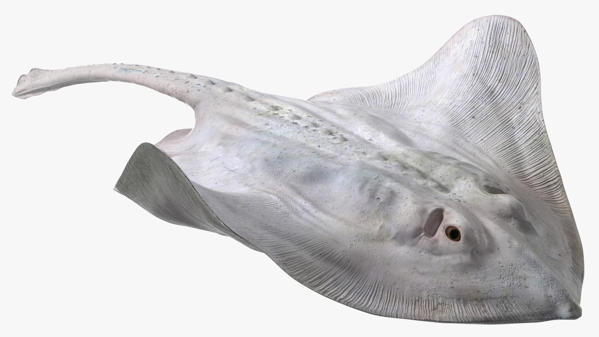 White Stingray Floating on the Bottom 3D