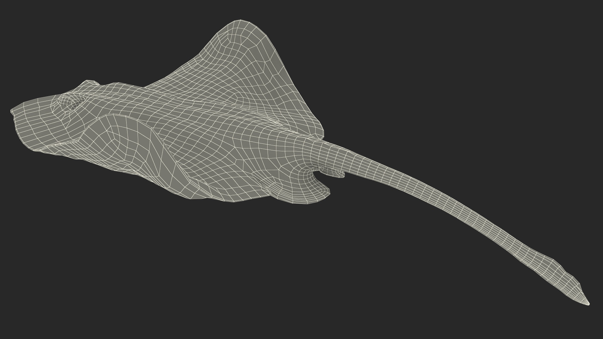 White Stingray Floating on the Bottom 3D