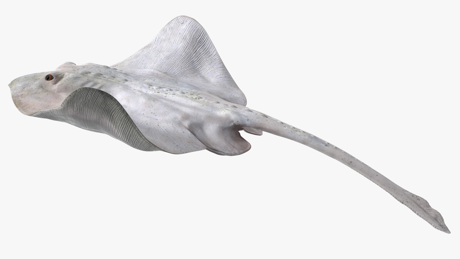 White Stingray Floating on the Bottom 3D