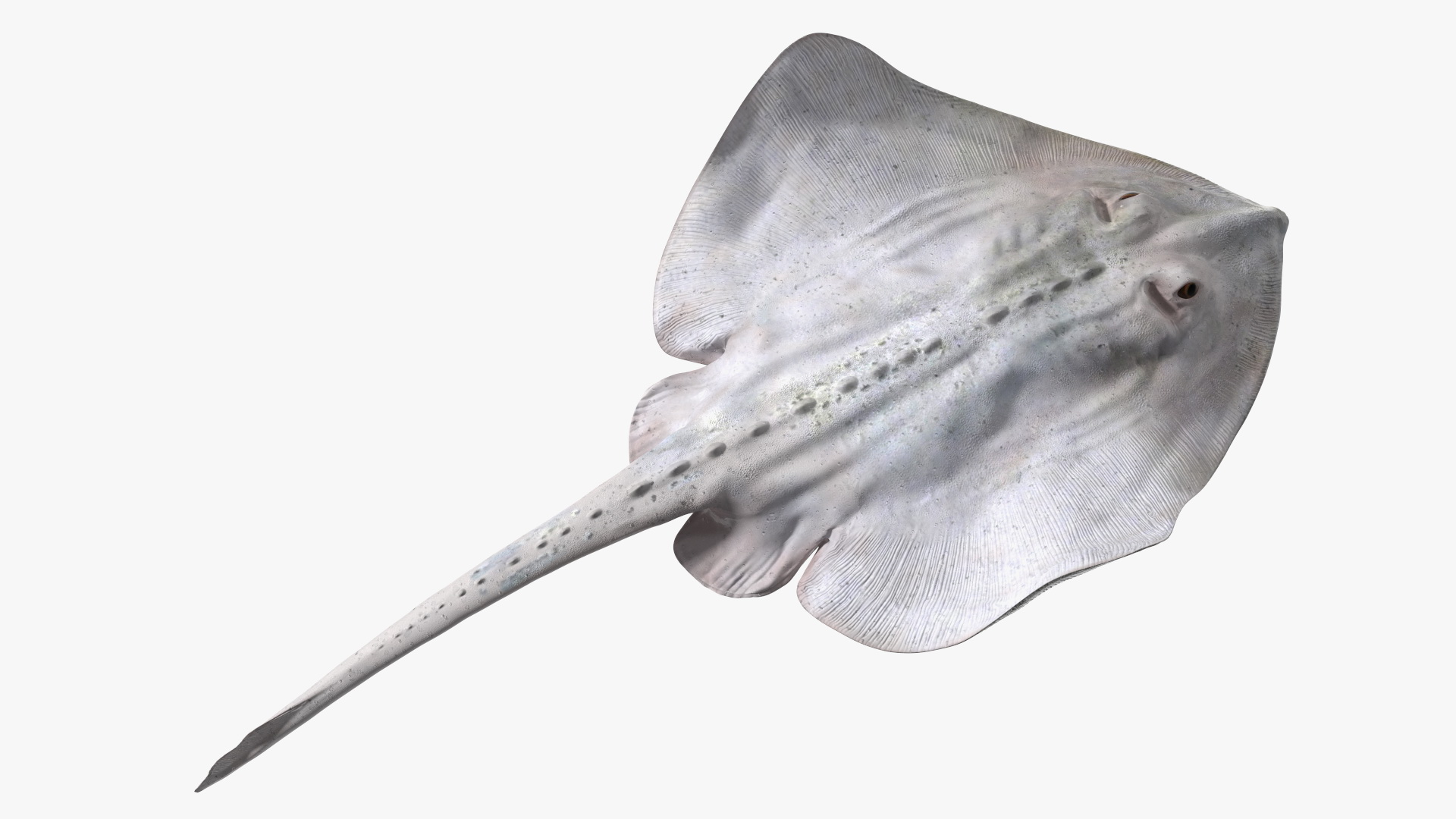 White Stingray Floating on the Bottom 3D