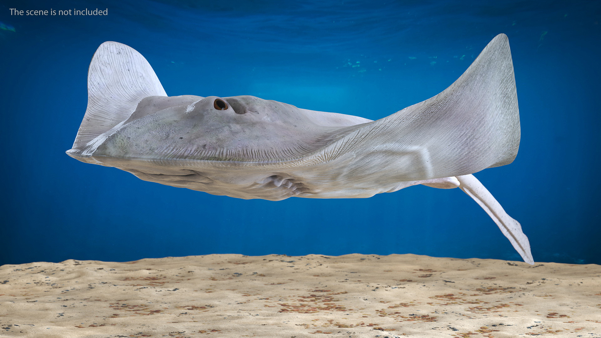 White Stingray Floating on the Bottom 3D