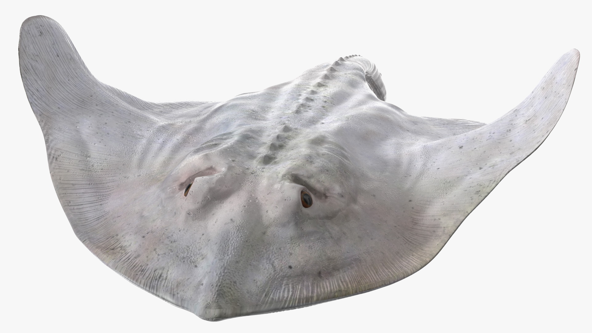 White Stingray Floating on the Bottom 3D