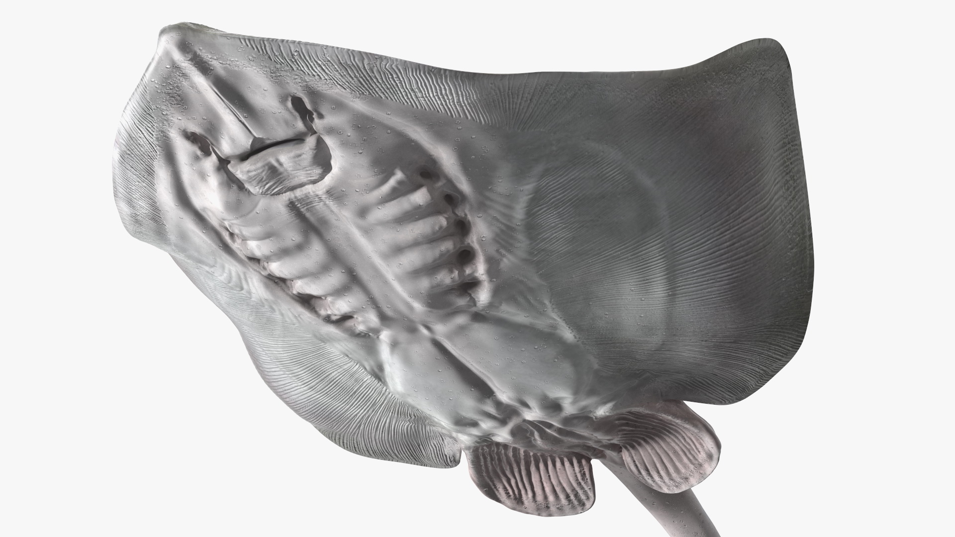 White Stingray Floating on the Bottom 3D