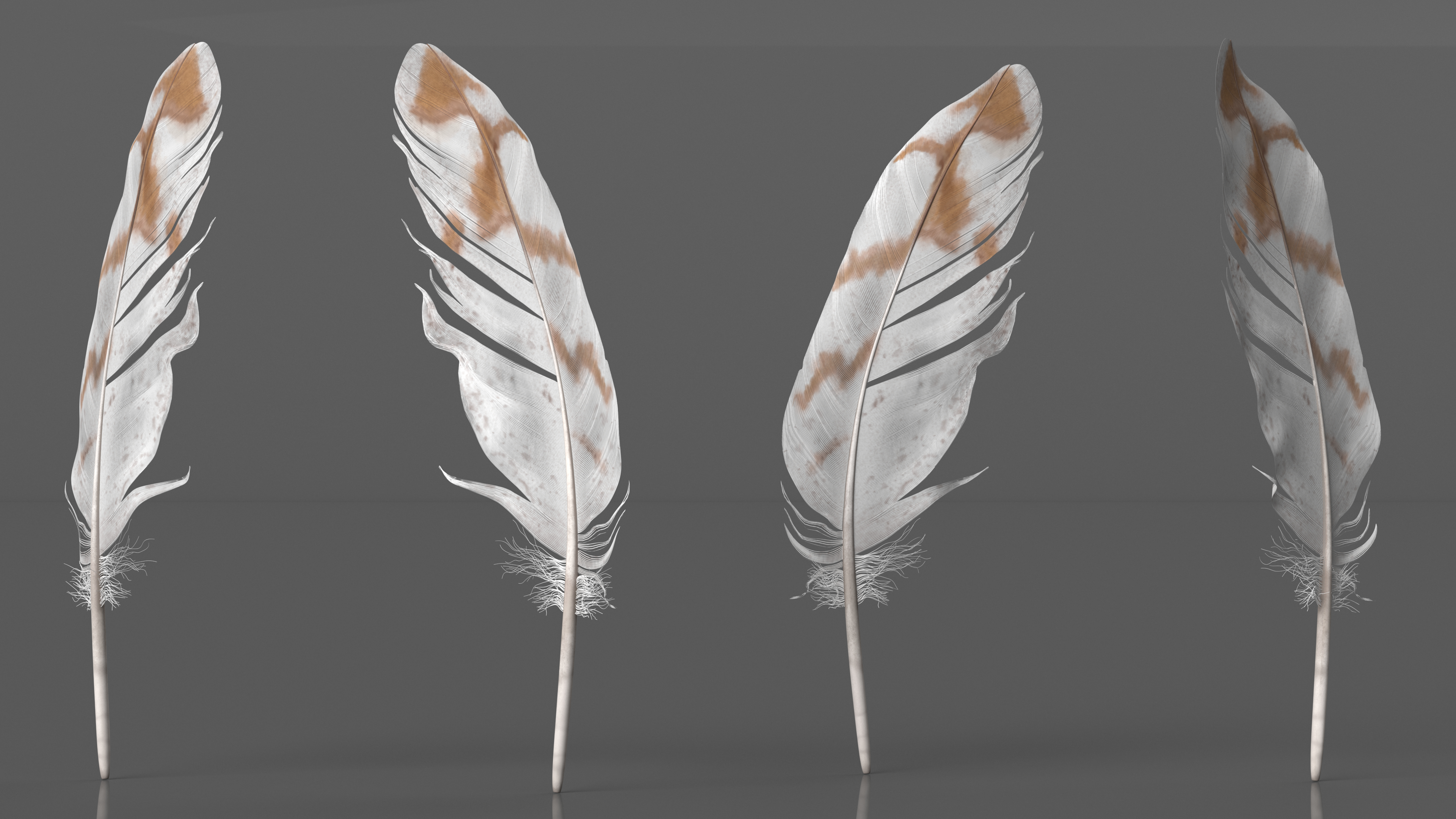3D Pheasant Feather