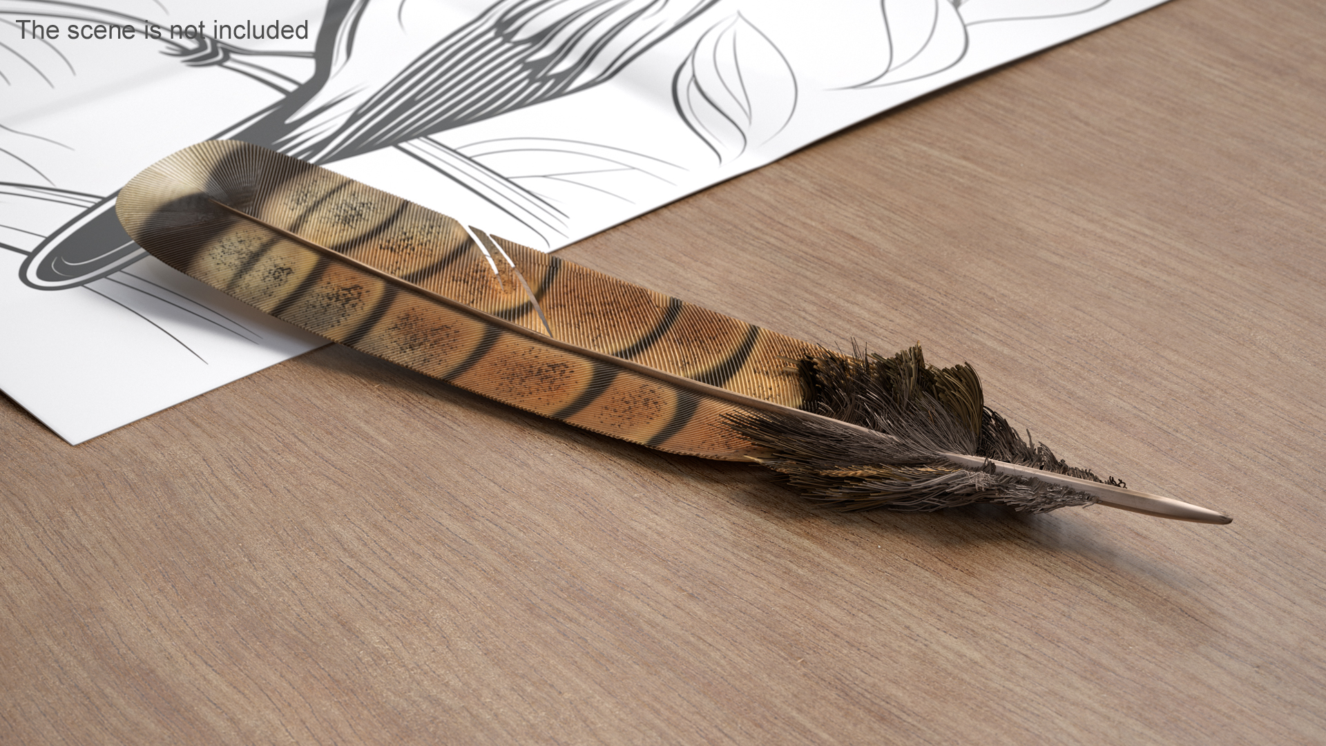 3D Ruffed Grouse Feather