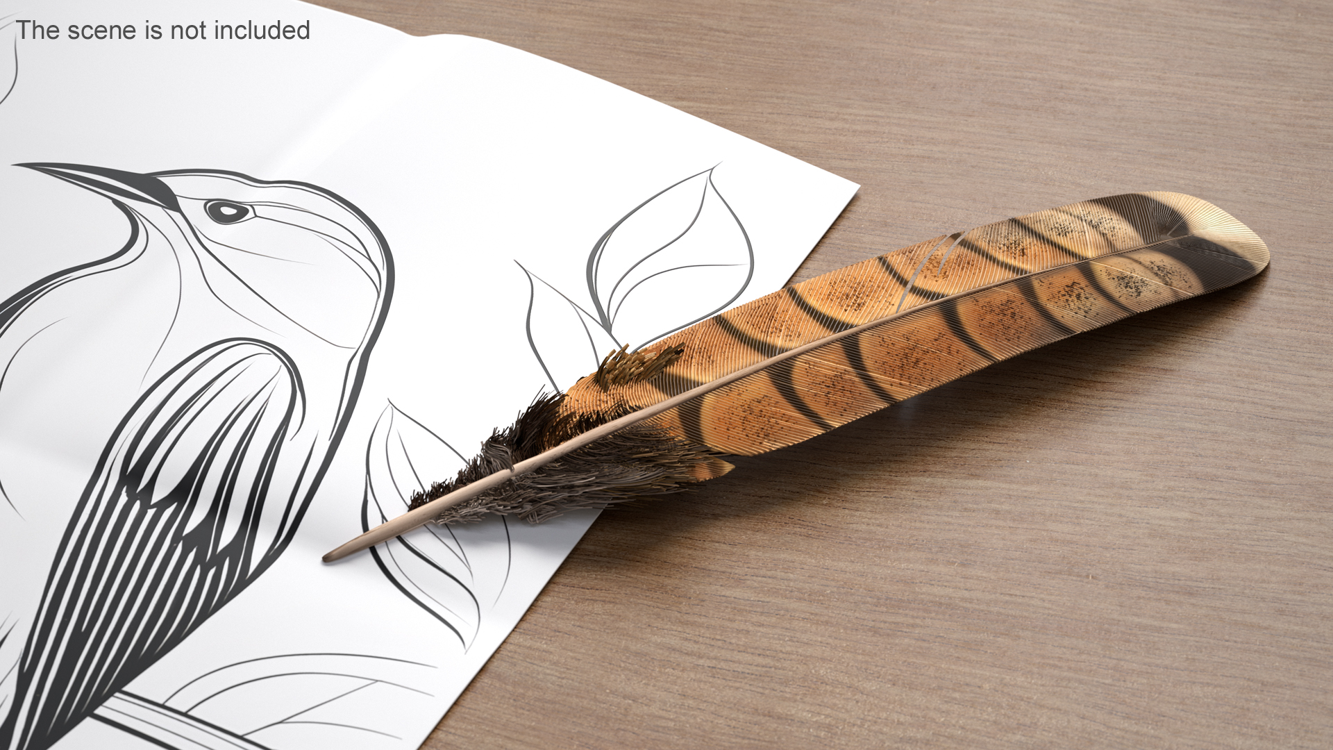 3D Ruffed Grouse Feather
