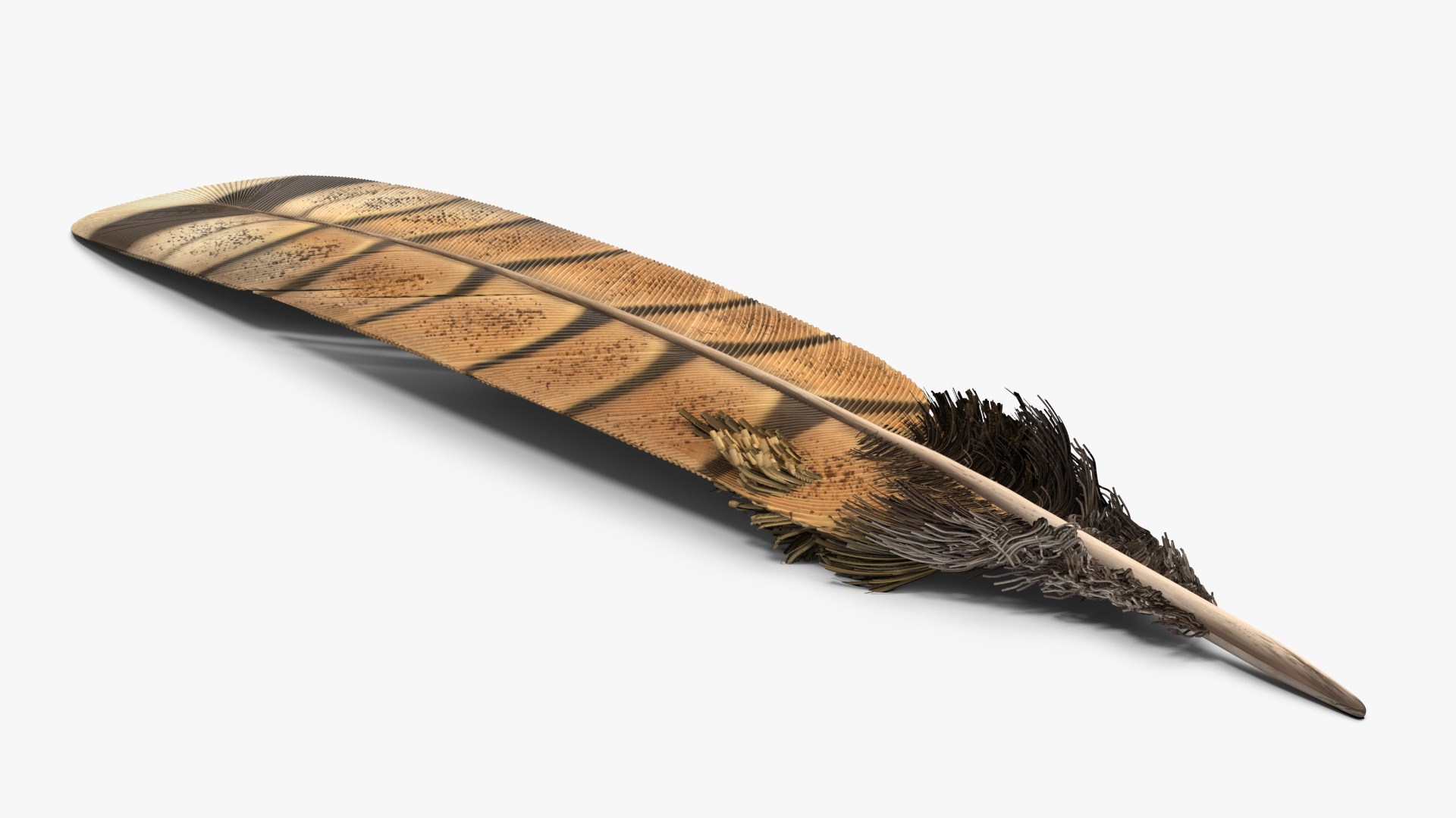 3D Ruffed Grouse Feather