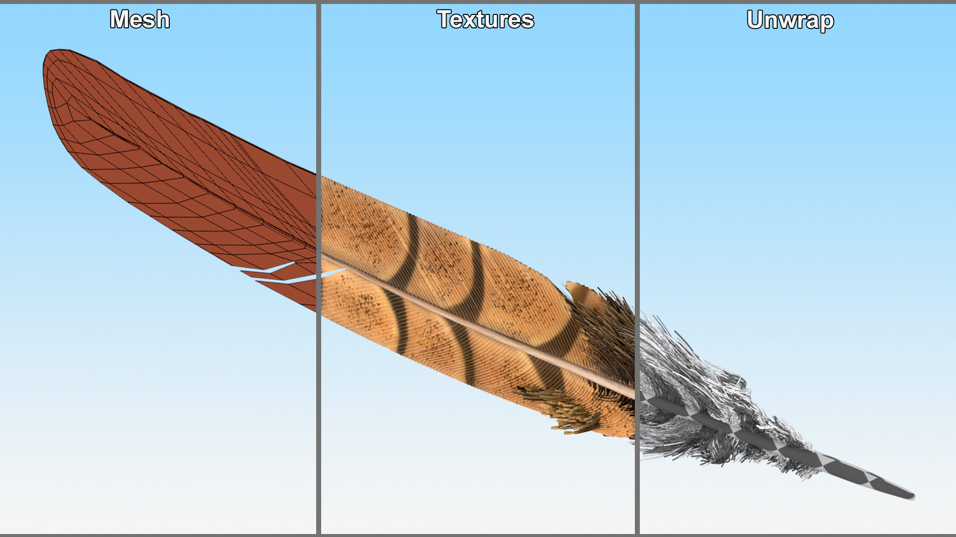 3D Ruffed Grouse Feather
