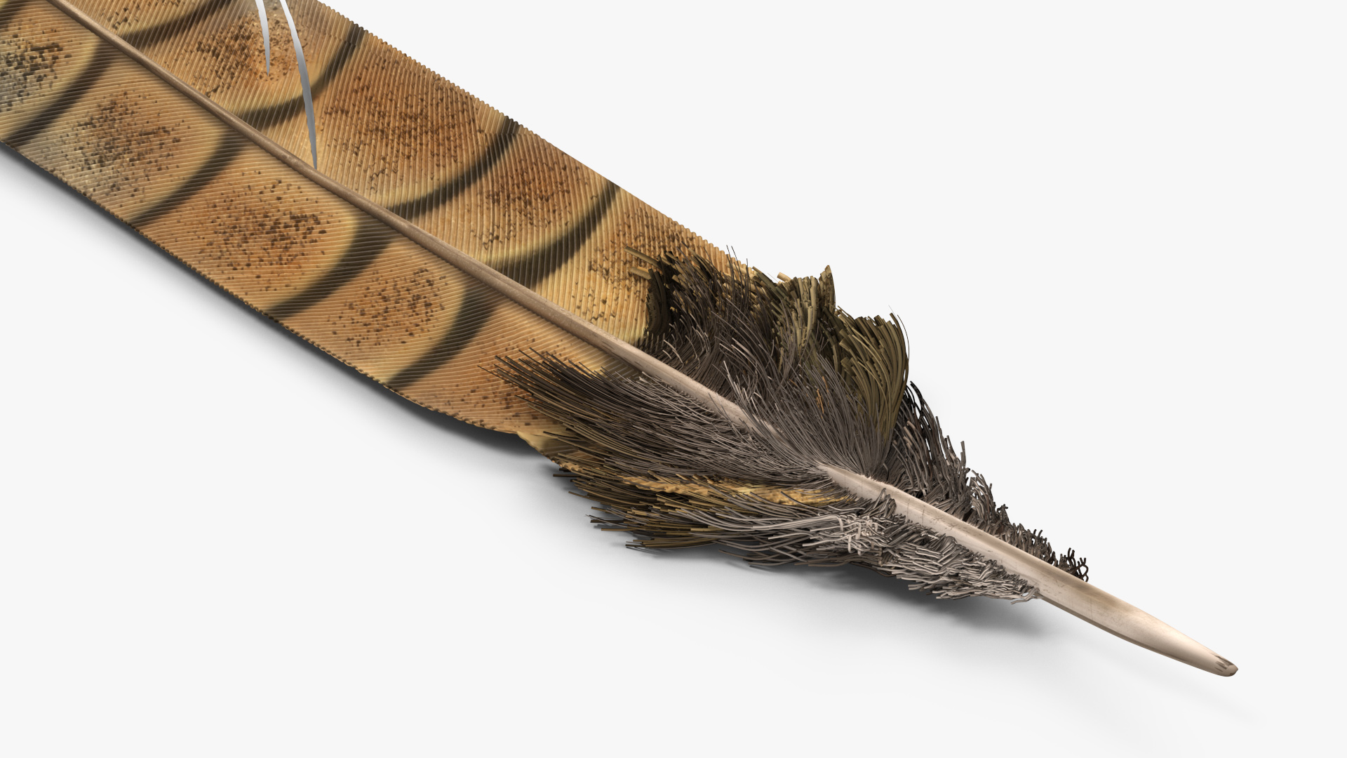 3D Ruffed Grouse Feather