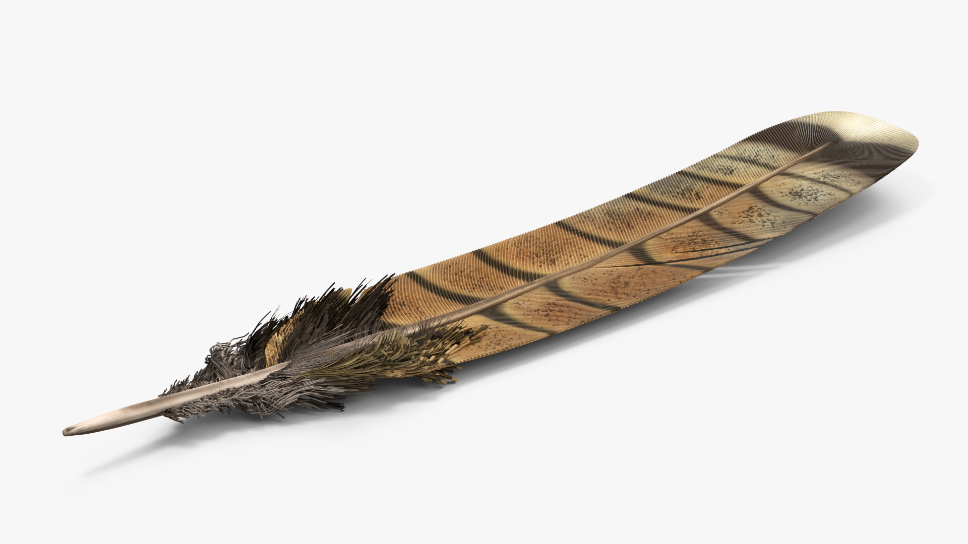 3D Ruffed Grouse Feather