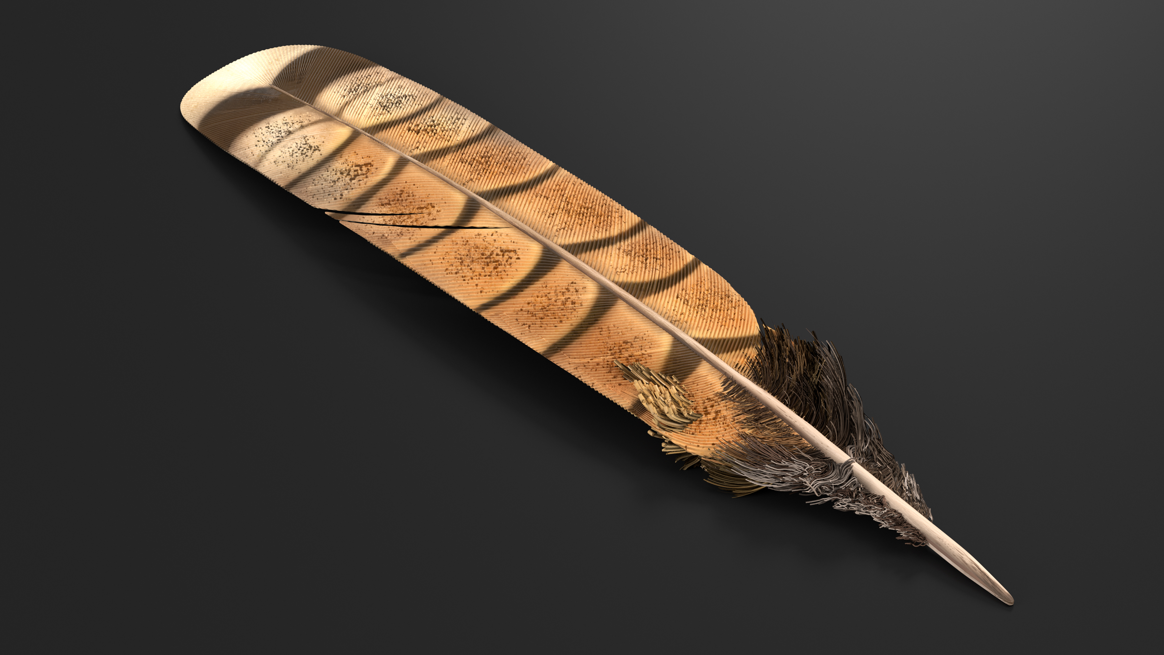 3D Ruffed Grouse Feather